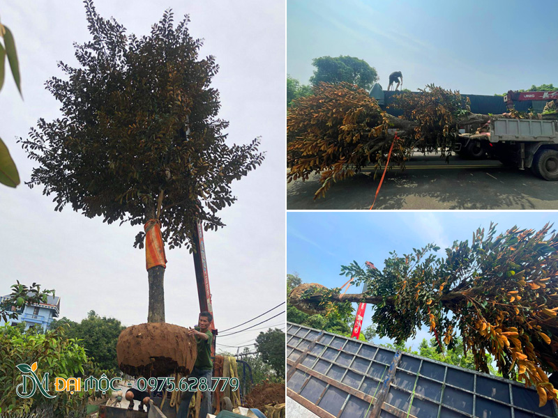 Bứng và vận chuyển giao cây vú sữa cổ thụ tại Hà Nội