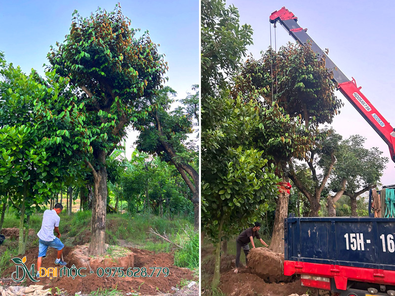 Bứng bầu và cẩu cây vú sữa cổ thụ, giao tại Thanh Hóa