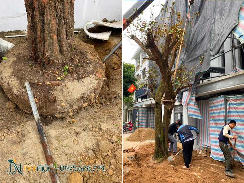 Thi công trồng cây vú sữa đường kính gốc 40 - 50cm