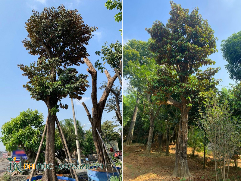 Hai cây vú sữa cổ thụ cao 7m, đường kính gốc 40cm
