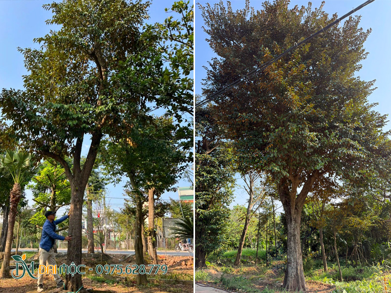 Vườn dưỡng ủ cây vú sữa cổ thụ tại Đồng Tháp
