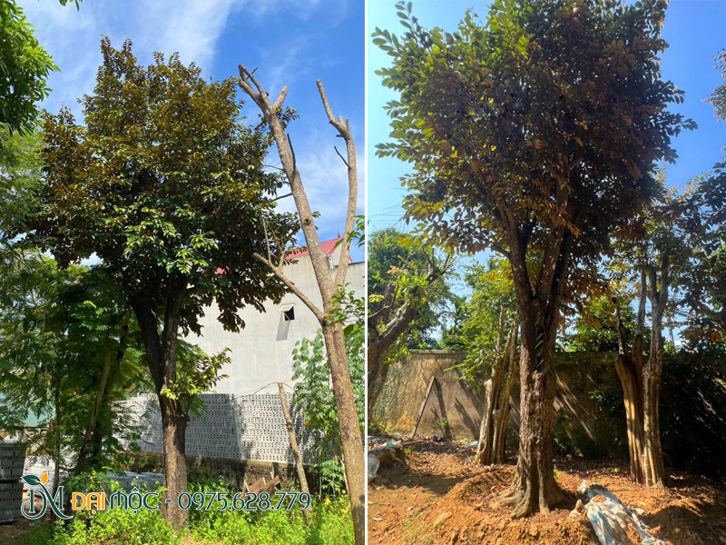 Cây dâm ủ trong mô đất cao, đảm bảo điều kiện thoát nước tốt nhất