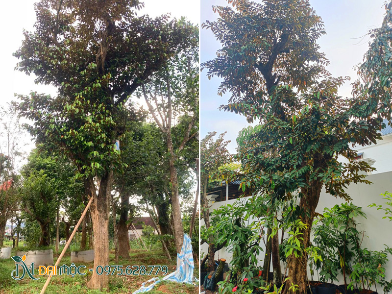 Cây khỏe đẹp, mỗi cây là một dáng riêng, độc nhất vô nhị