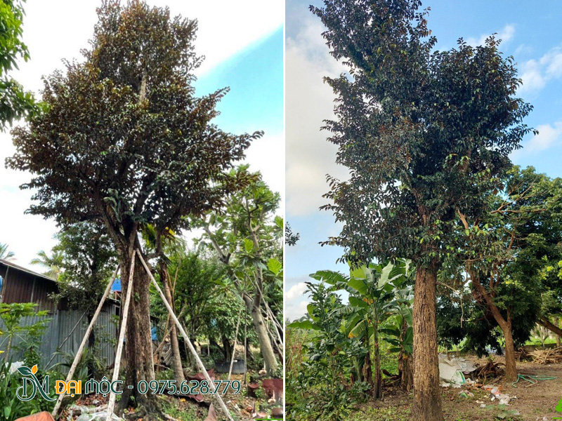 Cây cao 7 - 8m, vanh 120 - 150cm thân cây già cỗi