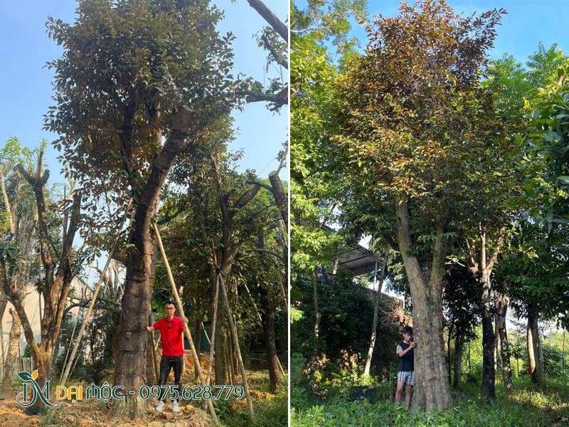 Cây vú sữa cổ thụ thoát thân 2 - 3m