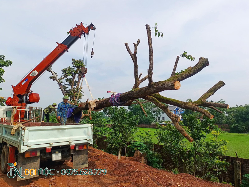 Cẩu cây vú sữa cổ thụ lên xe, chuyển về vườn ươm để dâm ủ