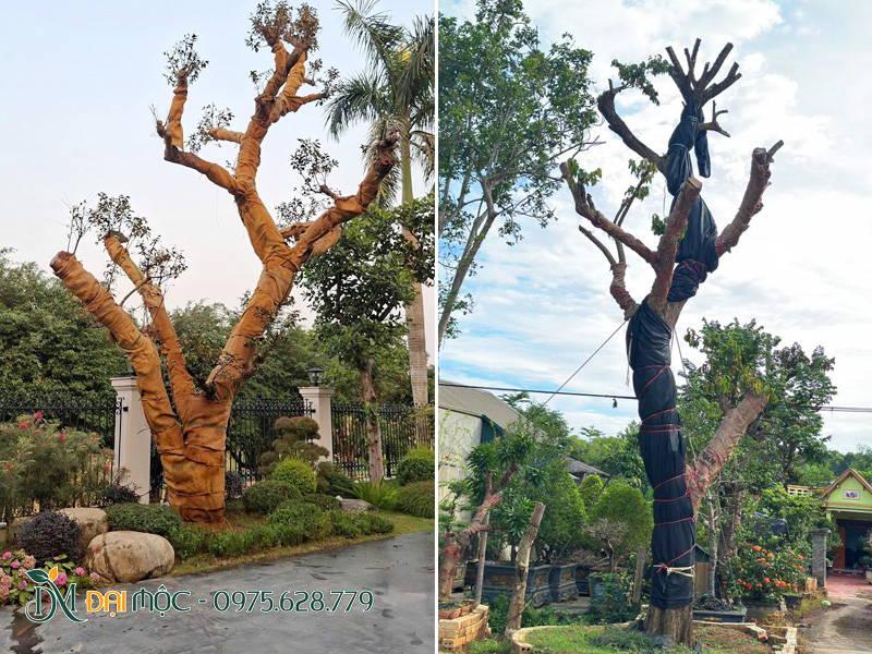 Những cây vú sữa cổ thụ mới trồng được quân thân bằng lưới