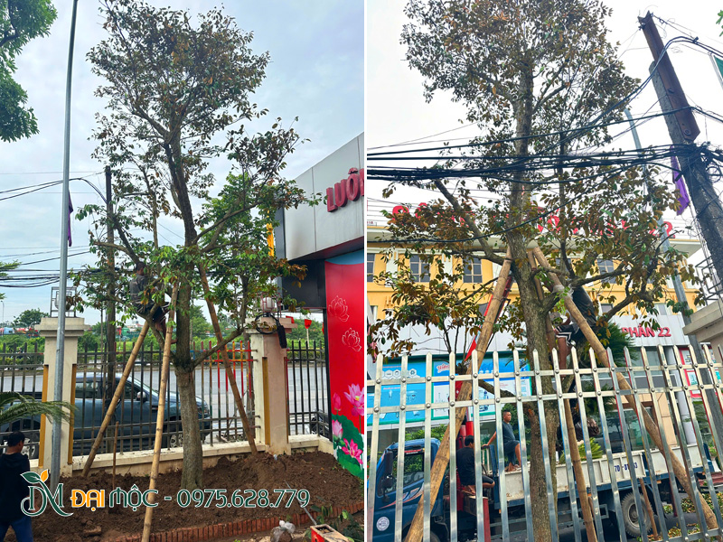 Thi công trồng cây vú sữa cổ thụ cho dự án tại Hà Nội