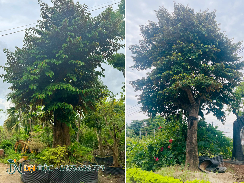 Dưỡng ủ bầu nổi những gốc cây vú sữa cổ thụ trên 25 năm tuổi