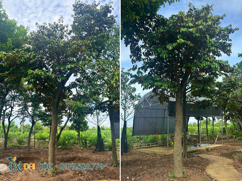 Vườn thuần dưỡng cây vú sữa cổ thụ của Đại Mộc ở Hưng Yên