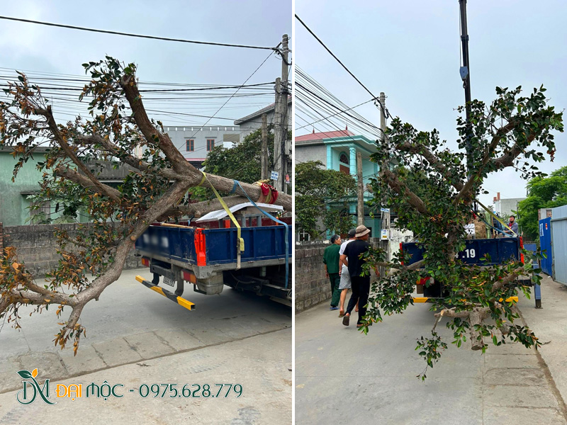 Giao cây vú sữa cổ thụ bằng xe cầu tự hành 5 tấn