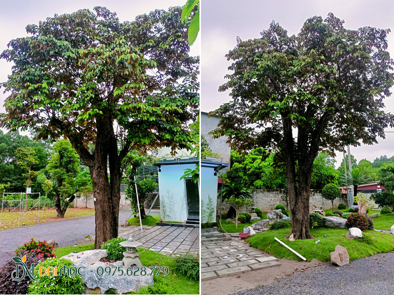 Hình ảnh cây vú sữa cổ thụ trồng trong sân vườn biệt thự