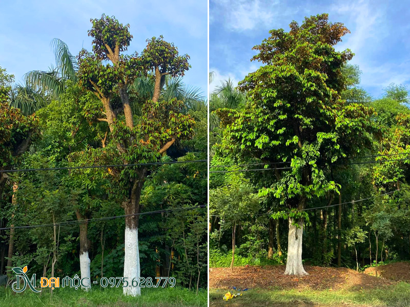 Những cây vú sữa cổ thụ tại vườn Đại Mộc được quét vôi và xử lý sâu bệnh thường xuyên