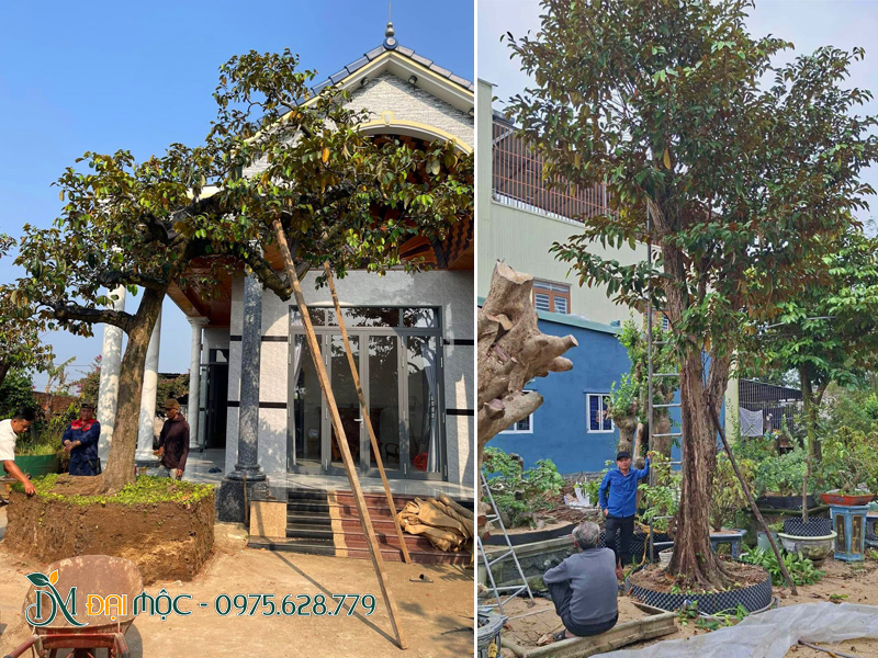 Cây dáng đẹp, già cỗi được trồng trong sân vườn nhà lấy bóng mát và trái ngọt cho con cháu mai sau