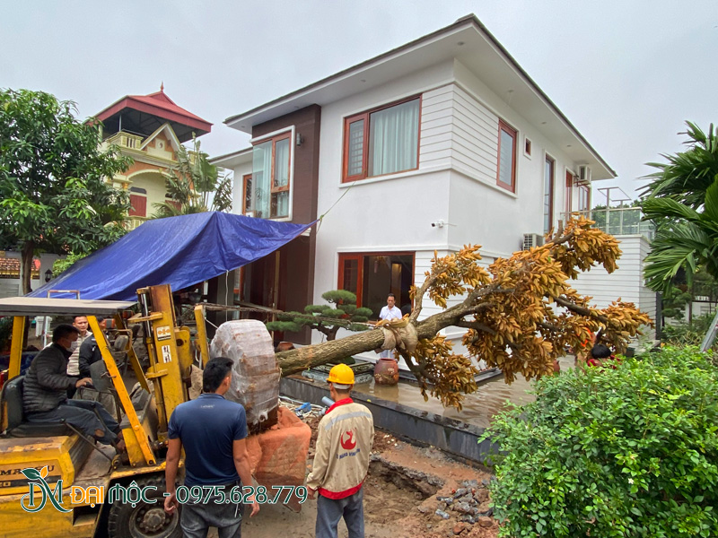 Công nhân của Đại Mộc đang tiến hành trồng cây vú sữa cổ thụ cho sân vườn biệt thự