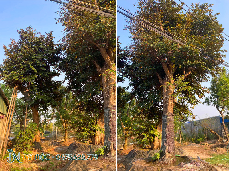 Vườn dưỡng ủ cây vú sữa cổ thụ tại Hà Nội, đường kính gốc 40cm trở lên