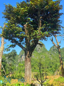 Vanh gốc 150cm, thoát thân 2m