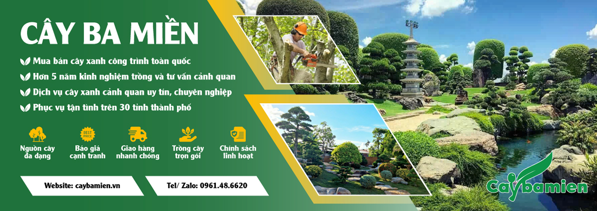 Banner danh mục TOP CÂY CÔNG TRÌNH NỔI BẬT 2026