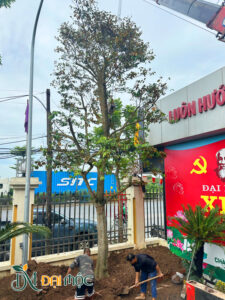 Thi công trồng cây vú sữa cổ thụ cao 8m cho công ty ở Hà Nội