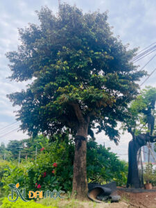 Cây tán dù đẹp, phân bổ đều tứ phía