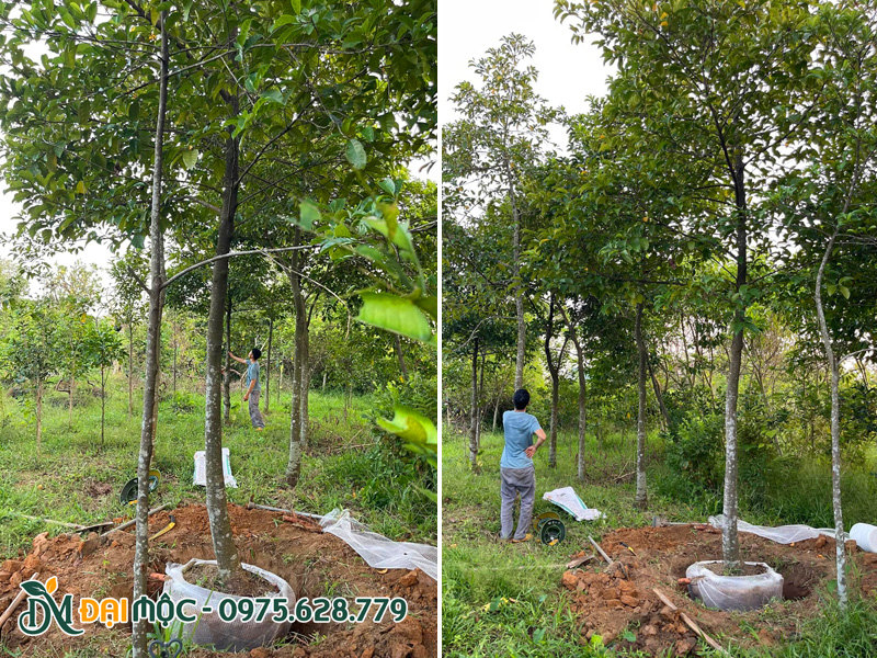 Bứng thẳng số lượng lớn cây chay ruột đỏ công trình đường kính gốc 20cm