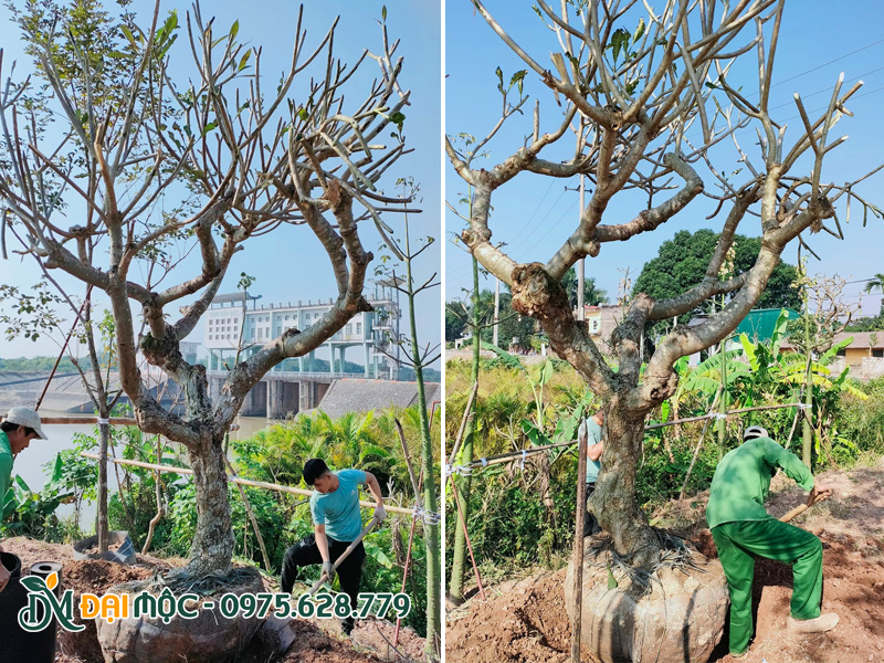 Công nhân đang tiến hành đào đất, bứng bầu gốc đại cổ thụ mới săn tìm được cho khách ở Quảng Ninh