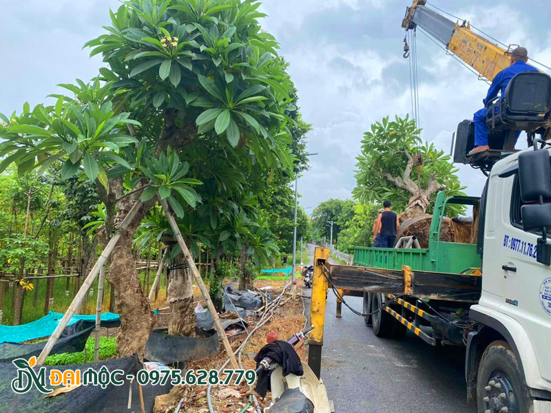 Bãi dưỡng ủ cây hoa đại vàng cổ thụ tại Hà Nội