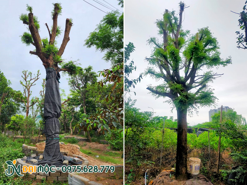 Những gốc me lâu năm đường kính gốc từ 30 - 40cm, giá rẻ