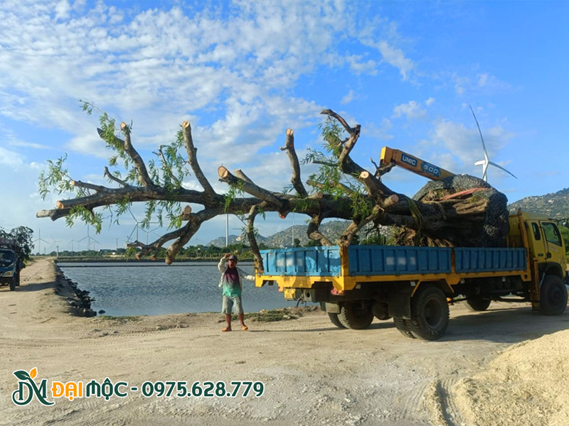 Vận chuyển cây me cổ thụ đến công trình bằng xe cẩu tự hành trọng tải lớn