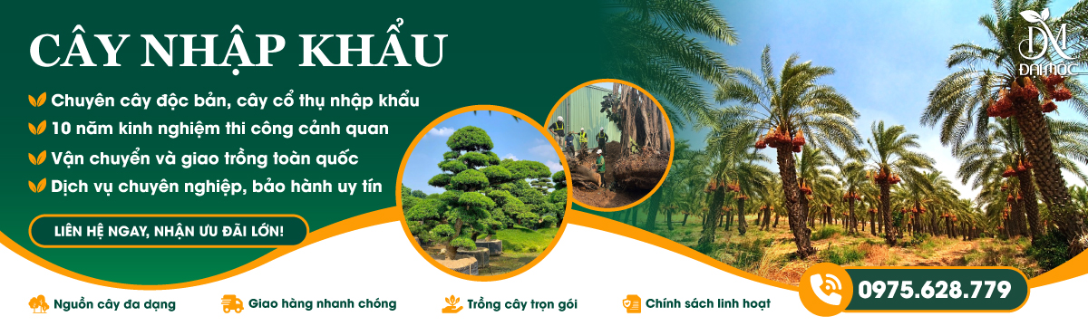 Banner danh mục Cây Nhập Khẩu Cổ Thụ