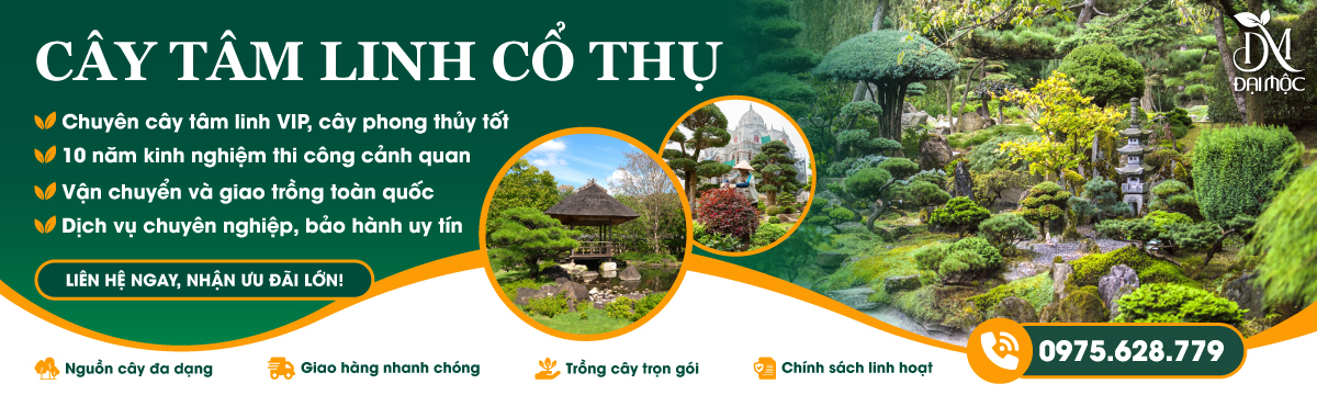 Banner danh mục Cây Tâm Linh Cổ Thụ