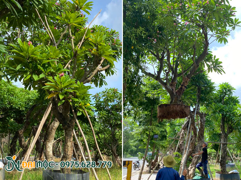 Xuất bán cây đại đỏ cổ thụ đường kính gốc trên 30cm