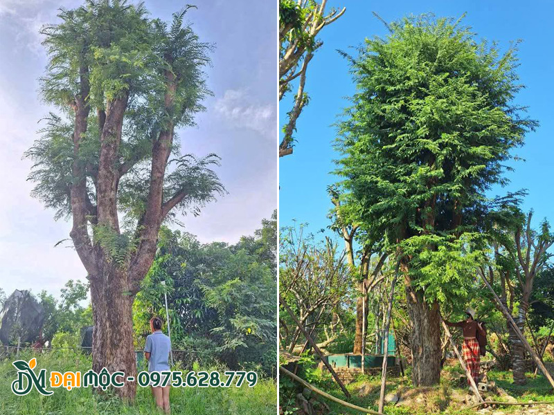 Bãi dưỡng ủ cây me cổ thụ tại Đồng Tháp, sẵn cây đường kính gốc 50 - 70cm