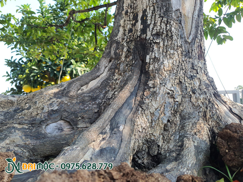 Bệ rễ cây thị cổ thụ, vỏ cây sần sùi, bong tróc mang vẻ phong trần
