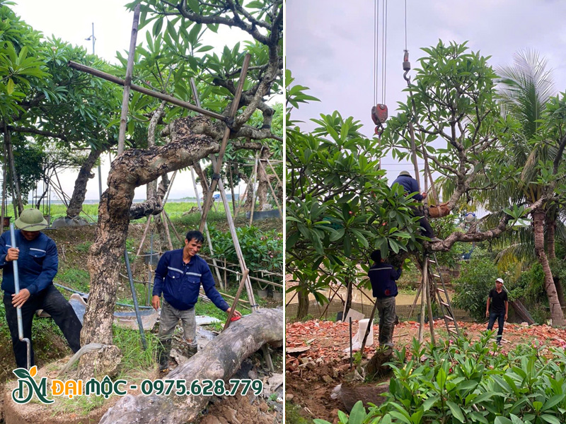 Bứng bầu và cố định dây để cẩu cây đại dáng bay cao hơn 5m lên xe