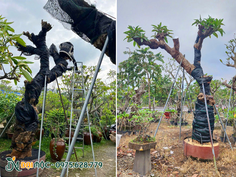 Giữ ẩm cho cây hoa đại cổ thụ mới trồng bằng cách quân thân bằng lưới