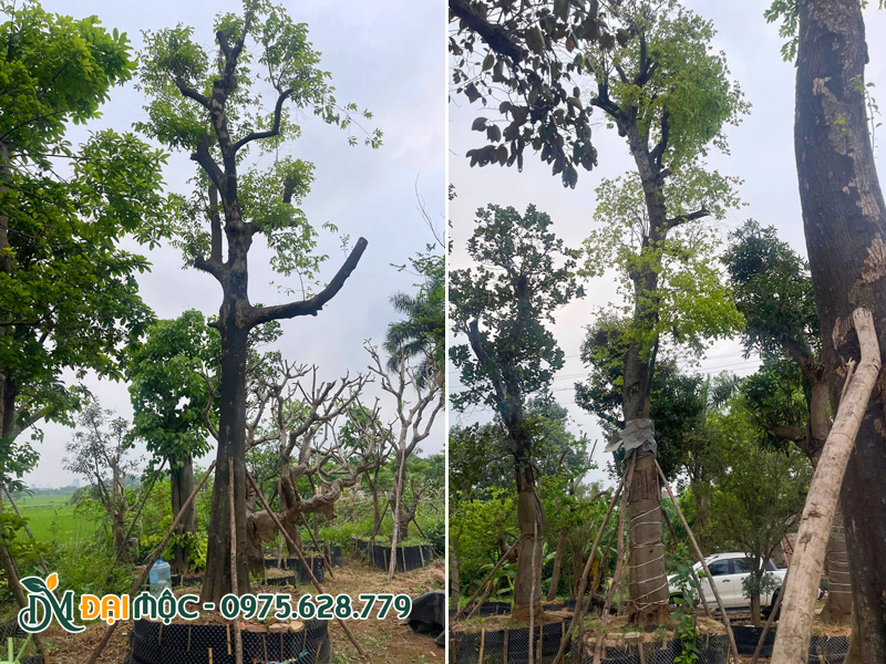 Cây thị chiều cao hơn 7m mới dâm ủ đang bung chồi non