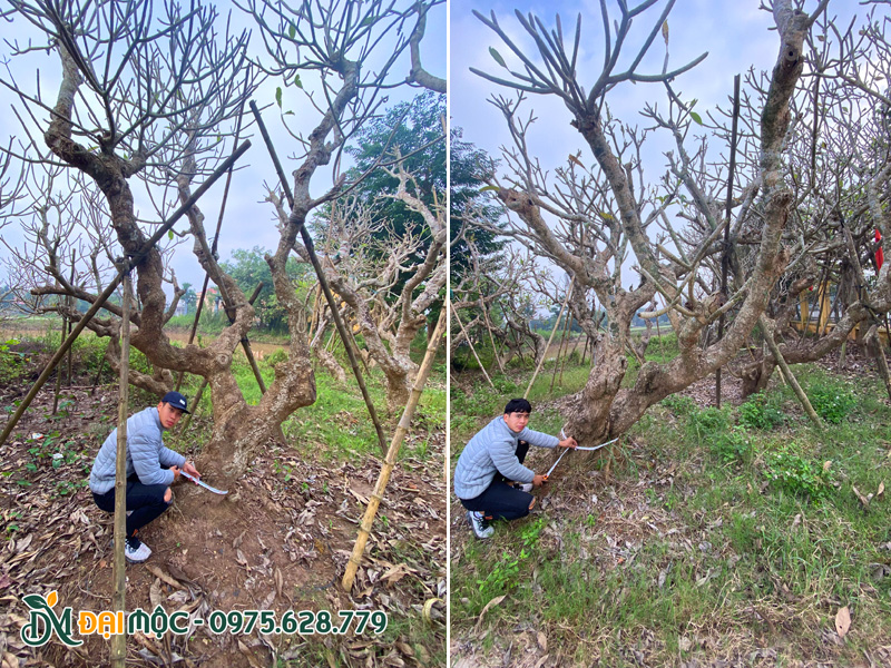 Những gốc đại cổ thụ đường kính trên 50cm tại Hưng Yên