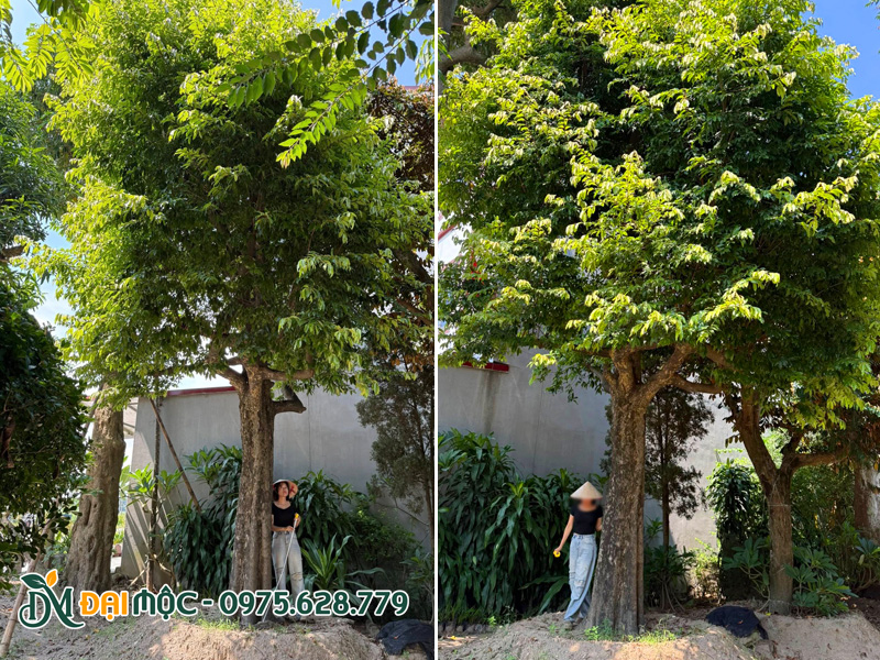 Những gốc cây thị cổ thụ cao trên 5m, đường kính gốc 50 - 60cm