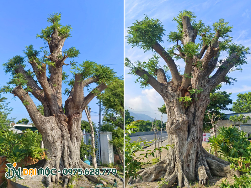 Cây me cổ thụ dáng độc bản, đường kính gốc hơn 1m