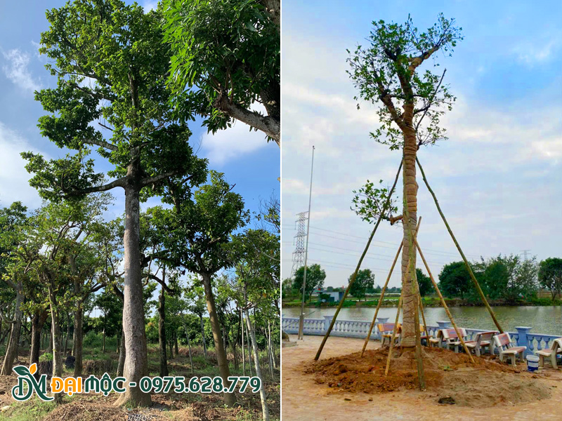 Sử dụng hai tầng cọc để cố định cây chay ruột đỏ cổ thụ mới trồng