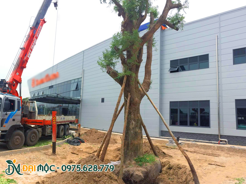 Công nhân đang tiến hành trồng và chống cọc cho gốc cây me cổ thụ đường kính gốc hơn 50cm