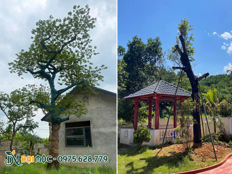 Cây thị cổ thụ đẹp trồng trong sân vườn biệt thự, dinh thự