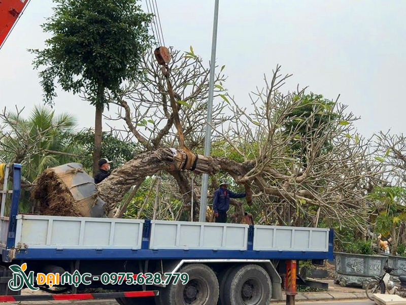Đưa cây lên thùng xe cẩu tự hành tải trọng lớn