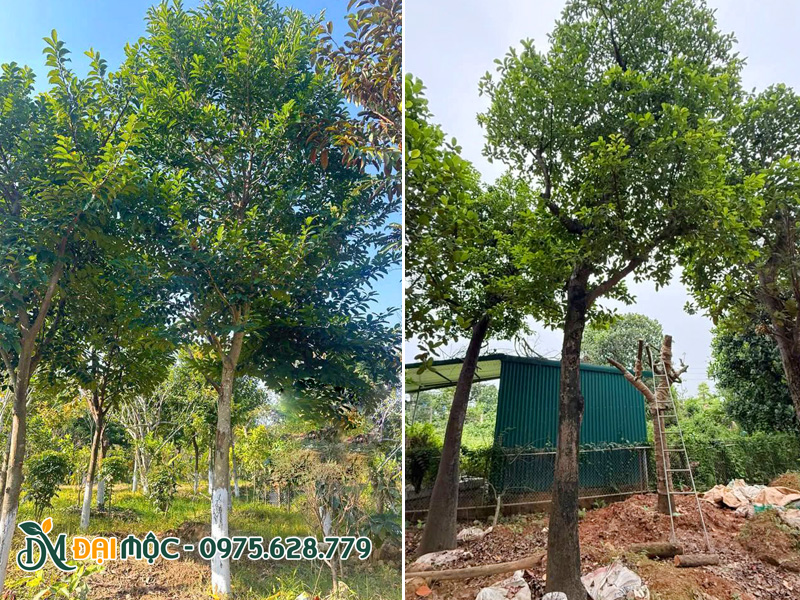 Dưỡng ủ cây chay ruột đỏ cổ thụ chiều cao trên 7m