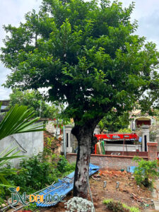 CÂY CHAY RUỘT ĐỎ