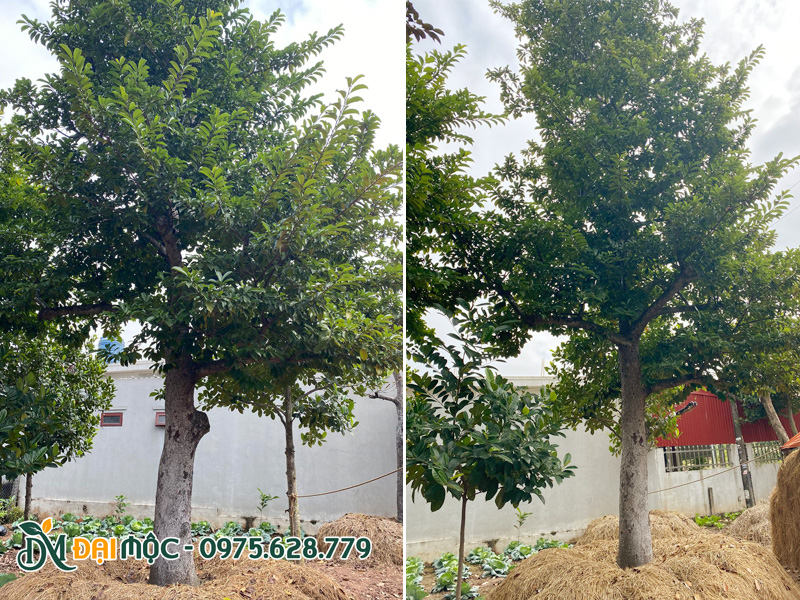 Hai cây chay ruột đỏ cổ thụ đường kính gốc khoảng 30cm đang dưỡng ủ tại vườn Đại Mộc