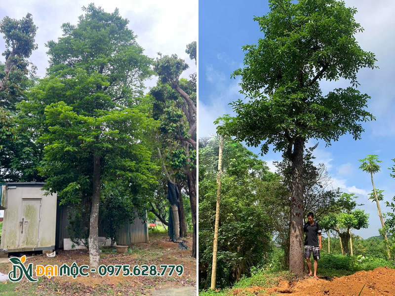 Cây cao khoảng 6 - 7m, đang dưỡng ủ bầu nổi