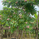Cây sứ đại lâu năm tuyển chọn