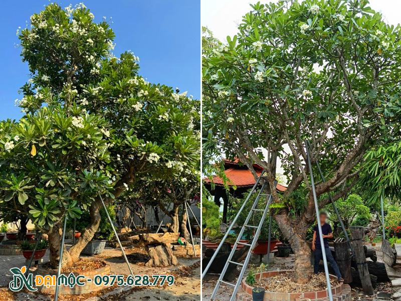 Hình ảnh cây hoa đại trắng trồng sân vườn biệt thự siêu đẹp